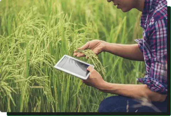 Um homem branco com uma camisa social flanelada e calça jeans de joelhos de frente para um plantio de trigo com um tablet na mão e na outra segurando uma folha de trigo